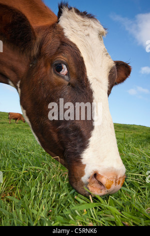 Nahaufnahme einer Kuh füttern in einem Feld des Grases, die aus einem niedrigen Winkel sehen Stockfoto