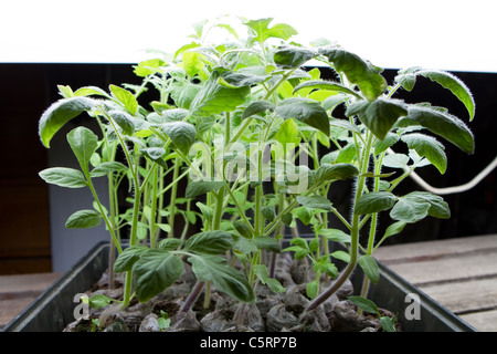 Bio-Tomaten-Sämlinge wachsen drinnen unter künstlichem Licht in ein Fach. Stockfoto