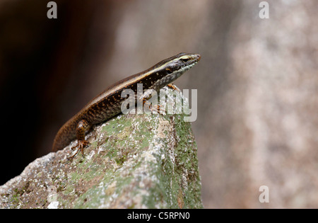 Skink Eidechse sitzt auf einem Felsen in der Sonne Stockfoto