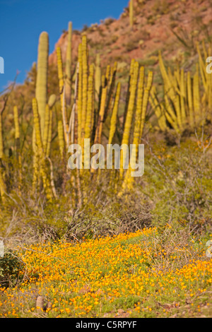 Frühling in der Wüste, Mexican Gold Mohn, Eschscholzia Mexicana, Papaveraceae, Organ Pipe National Monument, Arizona, USA Stockfoto