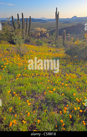 Mexikanische gold Mohn, Eschscholzia Mexicana, Papaveraceae, Organ Pipe National Monument, Arizona, USA Stockfoto