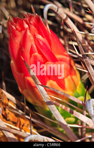 Angelhaken Kaktus, Mammillaria Microcarpa, Organ Pipe National Monument, Arizona, USA Stockfoto