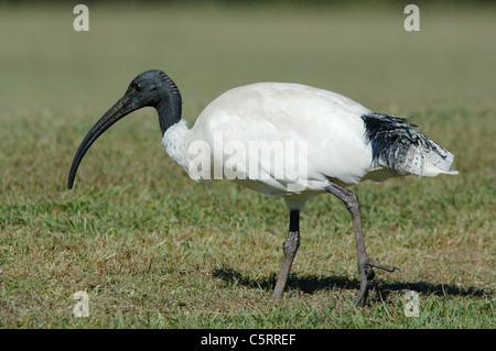 Australische White Ibis (Threskiornis Molukken) in Queensland Australien. August 2006. Stockfoto