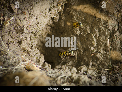 Gemeinsamen Wespen Wespen (Vespula Vulgaris) ein Boden Schlamm Nest verlassen Stockfoto