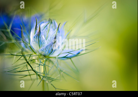 Eine Love-in-a-mist Blume Öffnung - Nigella damascena Stockfoto