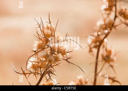 Getrockneten Distel Köpfe auf Lesbos, Griechenland. Stockfoto