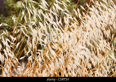 Getrocknete Grass Samenköpfe auf Lesbos, Griechenland. Stockfoto