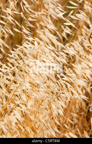 Getrocknete Grass Samenköpfe auf Lesbos, Griechenland. Stockfoto