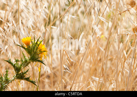 Getrocknete Grass Samenköpfe und eine gelbe Distel auf Lesbos, Griechenland. Stockfoto