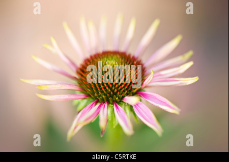 Nahaufnahme Bild des Sommers blühen östlichen Sonnenhut - Echinacea Purpurea rosa Blumen, Aufnahme auf einem weichen Hintergrund Stockfoto