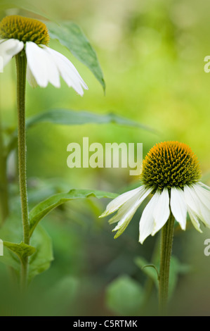 Echinacea Purpurea 'White Swan' - weißer Sonnenhut Stockfoto