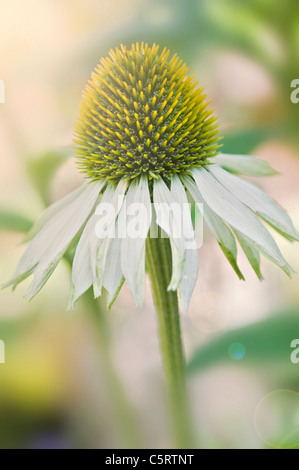 Echinacea Purpurea 'White Swan' - weißer Sonnenhut mit sunflare Stockfoto