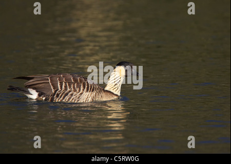 Nene oder hawaiianische Gans - schwimmen Branta Sandvicensis Arundel Sussex, UK BI006706 Stockfoto