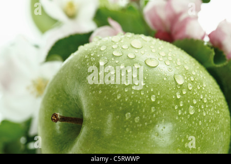 Grüner Apfel mit Wassertropfen im Hintergrund Apfelblüte, Nahaufnahme Stockfoto