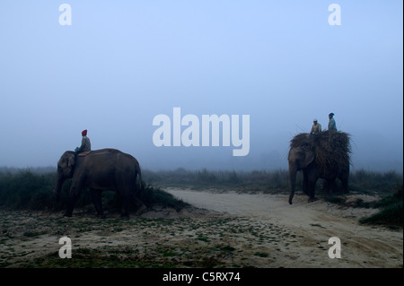 Männer mit Elefanten Ernte Reed im Chitwan Nationalpark, Zentralregion, Nepal Stockfoto