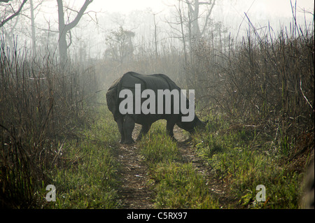 Nashörner in Chitwan National Park, Zentral-Region, Nepal Stockfoto