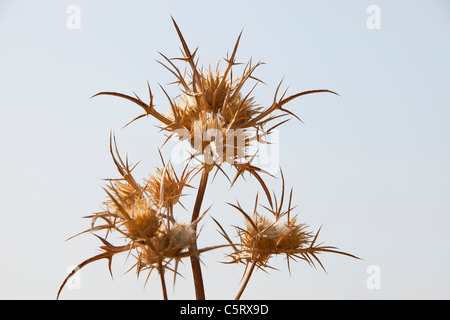 Getrockneten Distel Köpfe auf Lesbos, Griechenland. Stockfoto