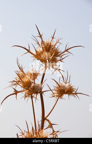 Getrockneten Distel Köpfe auf Lesbos, Griechenland. Stockfoto