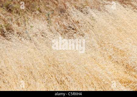 Getrocknete Grass Samenköpfe auf Lesbos, Griechenland. Stockfoto