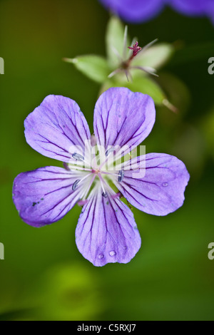 Die schöne Blume Wald-storchschnabel, Geranium sylvaticum, Tal Romsdalen, Møre og Romsdal, Norwegen. Stockfoto