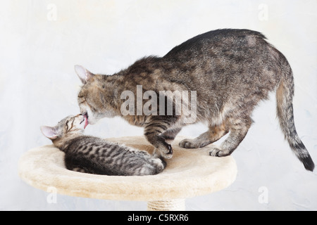 Hauskatzen Katze lecken Gesicht von Kätzchen Stockfoto