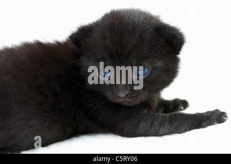 Hauskatze, schwarzes Kätzchen, Seitenansicht Stockfoto