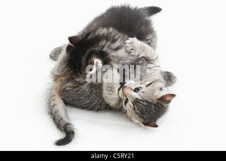 Hauskatzen, Kätzchen spielen zusammen Stockfoto