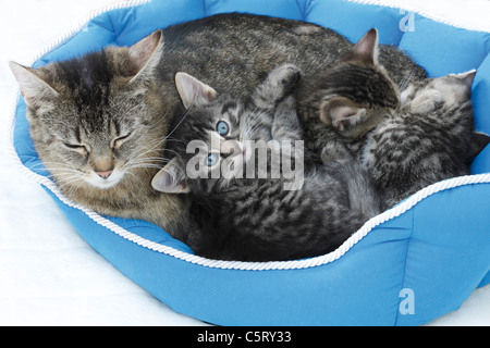 Hauskatzen, Katzenfamilie im blauen Korb liegen erhöht, Ansicht Stockfoto