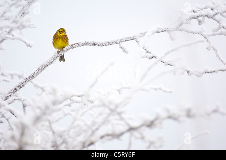 GOLDAMMER Emberiza Citrinella Bildniss eines Erwachsenen thront auf Frost bedeckt Äste. Dumfries and Galloway, Schottland, UK Stockfoto