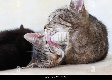 Inländische Katzen, Katze lecken Gesicht der Kätzchen, Porträt Stockfoto