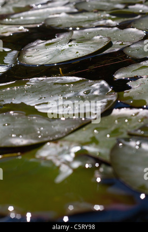 Österreich, Wien, Blick auf Seerose fährt auf dem Wasser Stockfoto