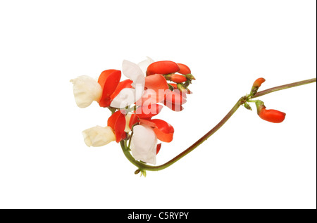 Runner Bean Blumen isoliert gegen weiß Stockfoto