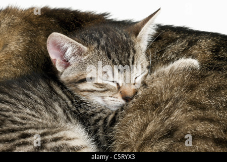 Hauskatzen, Katze und Kätzchen schlafen, Porträt, Nahaufnahme Stockfoto