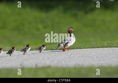 Deutschland, München, Anzeigen der Gänsesäger mit Küken follwing Stockfoto