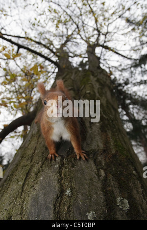 Deutschland, München, Nahaufnahme von europäischen Eichhörnchen im Baum Stockfoto