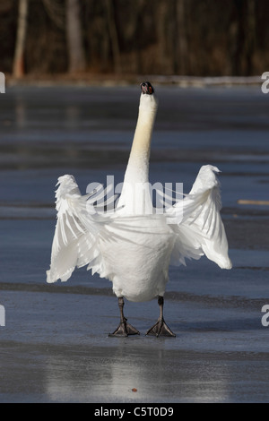 Deutschland, München, Großaufnahme der Graugans, die Flügel in der Nähe von Wasser ausbreitet Stockfoto