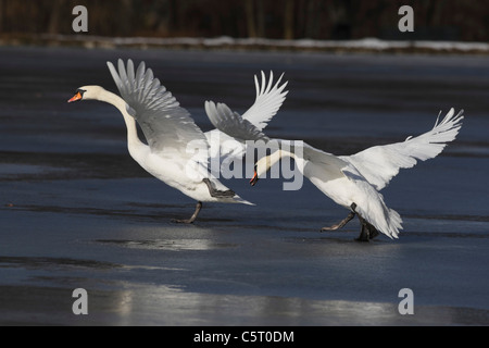 Deutschland, München, Nahaufnahme von Graugänsen, die Flügel in der Nähe von Wasser ausbreitet Stockfoto