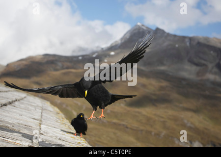 Österreich, Blick auf alpine Alpenkrähe fliegen über Dach Stockfoto