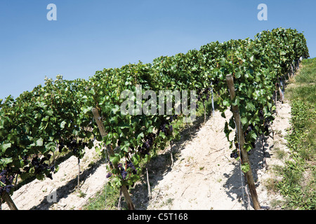 Deutschland, Rheinland-Pfalz, Bad Neuenahr-Ahrweiler, Weingut Stockfoto