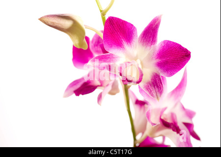 Nahaufnahme von rosa Orchidee vor weißem Hintergrund Stockfoto