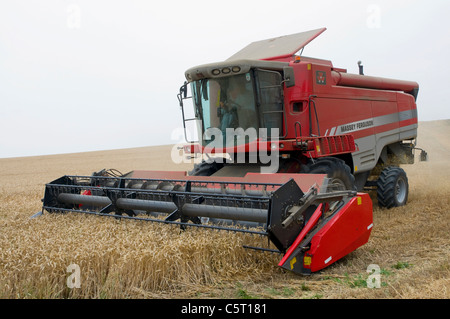 Roten Mähdrescher bei der Weizenernte Stockfoto