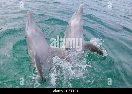 Lateinamerika, Honduras, Bay Islands Abteilung, Roatan, Karibik, zwei Tümmler Schwimmen im Meerwasser-Oberfläche Stockfoto