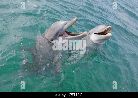 Lateinamerika, Honduras, Bay Islands Abteilung, Roatan, Karibik, zwei Tümmler Schwimmen im Meerwasser-Oberfläche Stockfoto