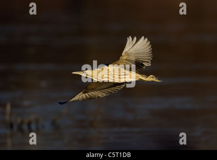 ROHRDOMMEL Botaurus Stellaris eines Erwachsenen fliegen über einen gefrorenen See in geistreichen Winter Sonnenlicht.  Yorkshire, UK Photographer.Andrew Stockfoto