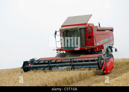 Roten Mähdrescher bei der Weizenernte. Einfaches Layout für Ausschnitt Stockfoto