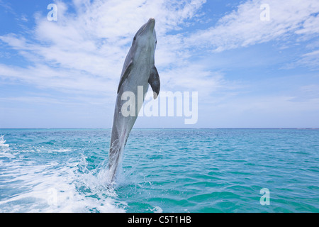 Lateinamerika, Honduras, Bay Islands Department, Roatan, Karibik Meerblick, Tümmler springen im Meerwasser Stockfoto