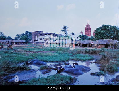 Wasserbüffel schwelgen in einer Datei in der Stadt Bhubaneswar in der indischen Region Orissa Stockfoto