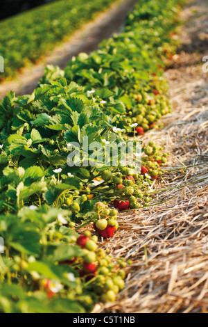 Deutschland, Nordrhein-Westfalen, Berkum, Wachtberg, Erdbeerfeld Stockfoto