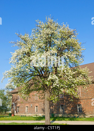 Peer in voller Blüte, traditionelles Haus Vierkanthof, Österreich, Niederösterreich, Mostviertel Stockfoto