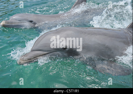 Latin America Honduras Bay Islands Abteilung Roatan karibische Meer Nahaufnahme von zwei Tümmler Schwimmen im Meerwasser Stockfoto